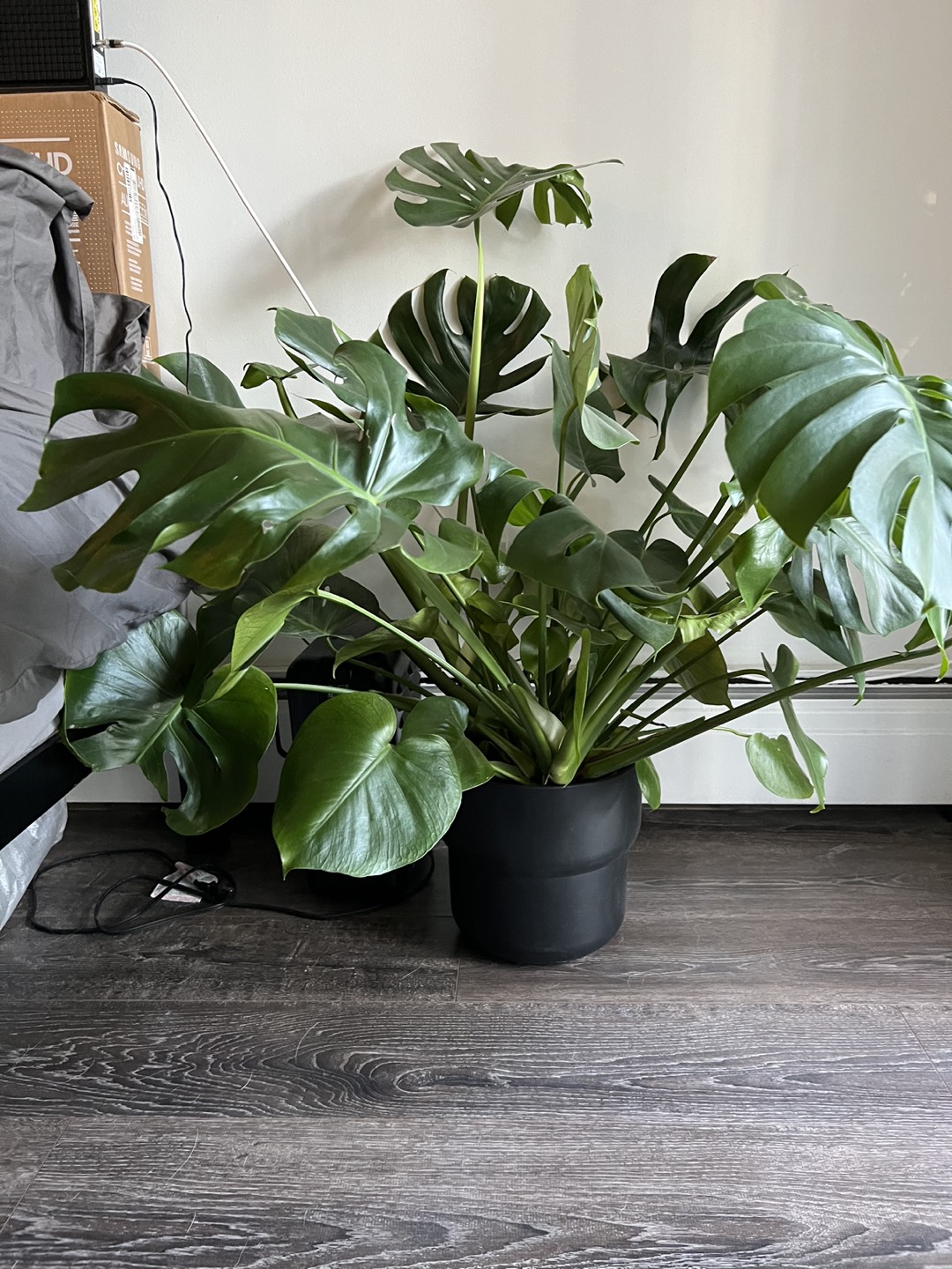 Plant