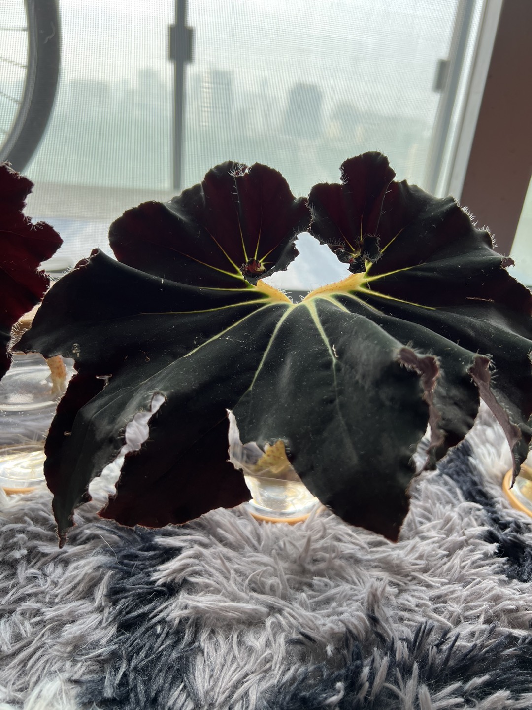 Begonia Rex Black Mamba Rooted Cuttings thumbnail