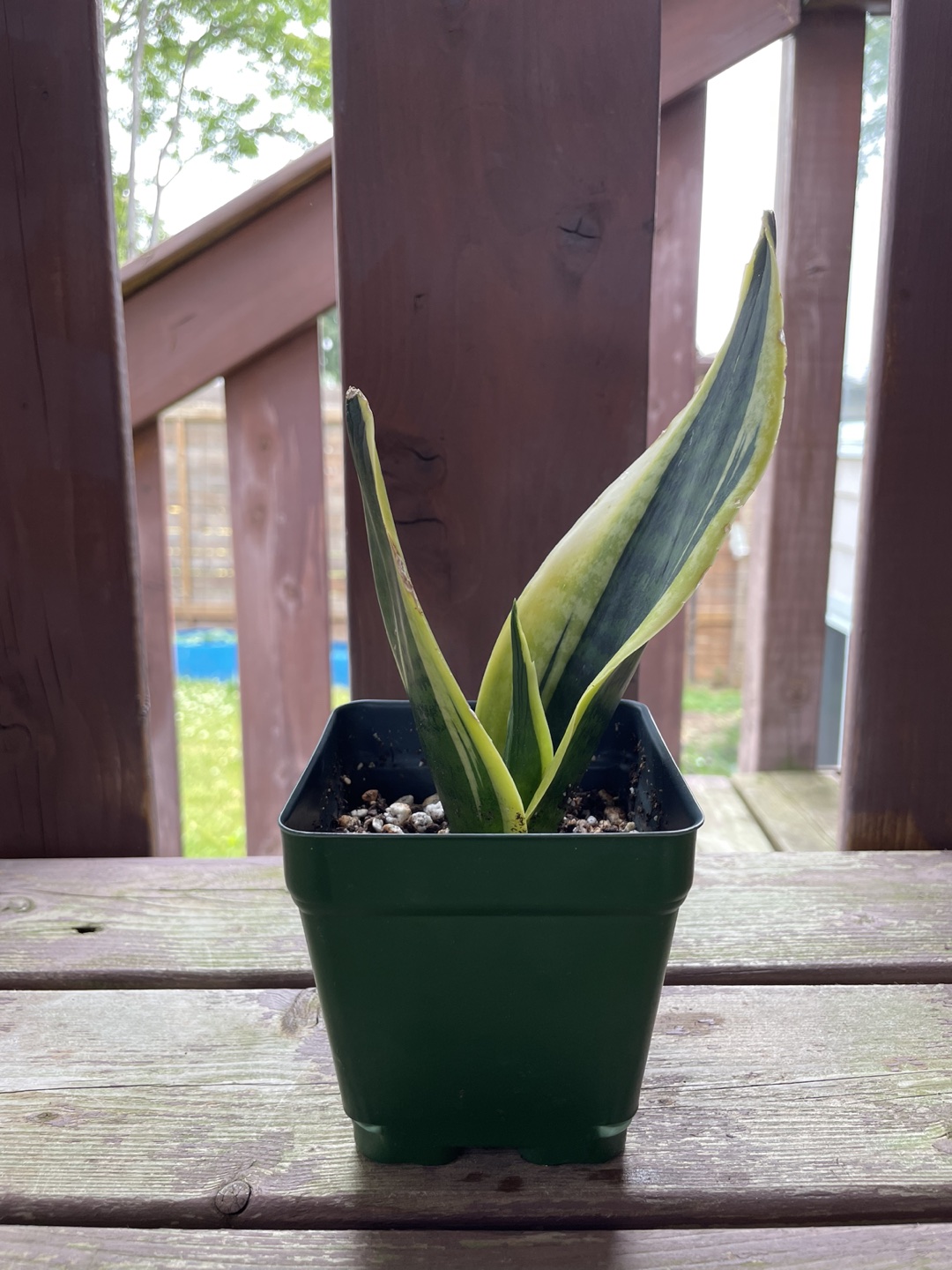 Snake Plant thumbnail