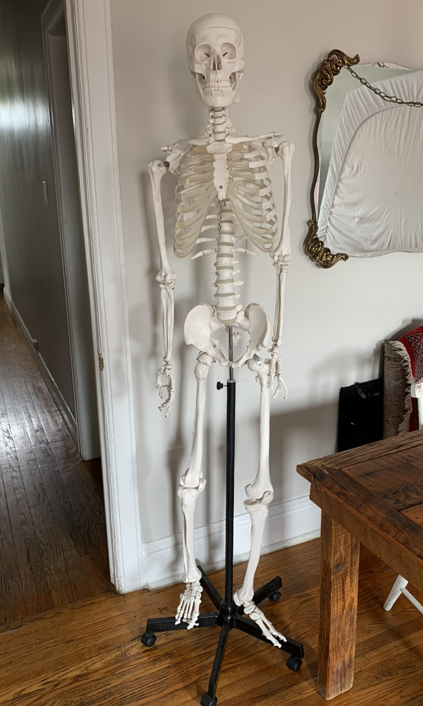 Anatomical Skeleton