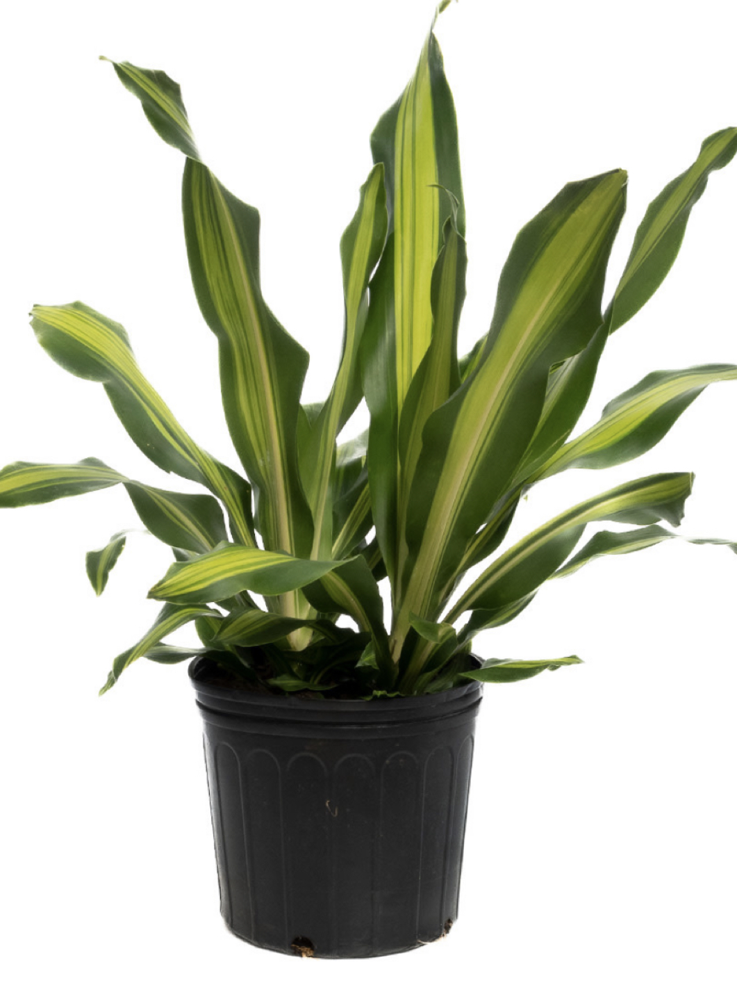 Dracaena Marley indoor house plant thumbnail