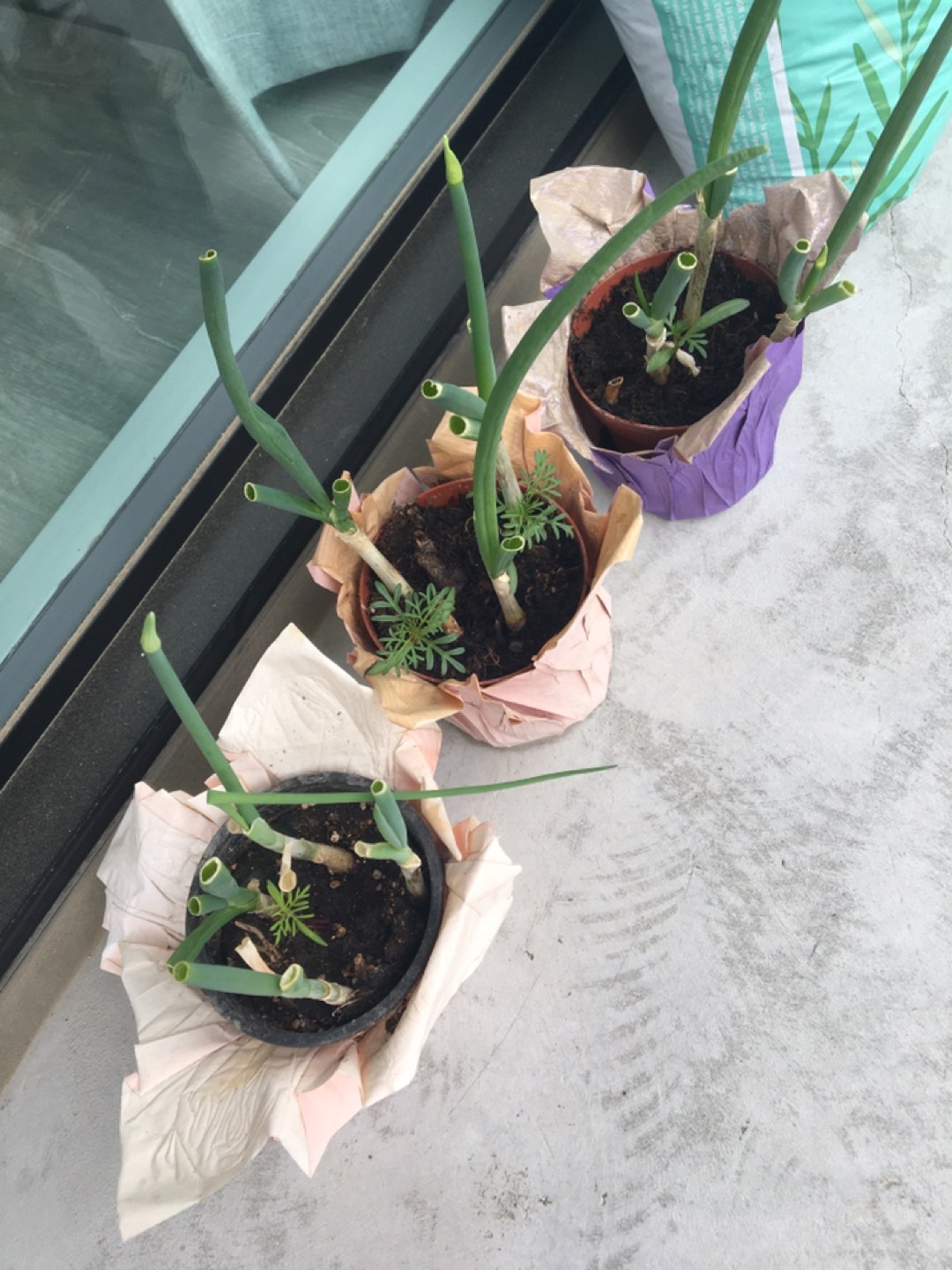 3 pots with spring onions and flower plants