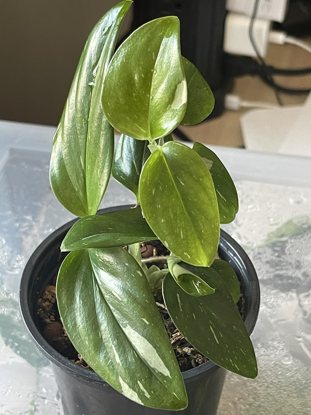 ⬆️ Monstera Standleyana Albo thumbnail