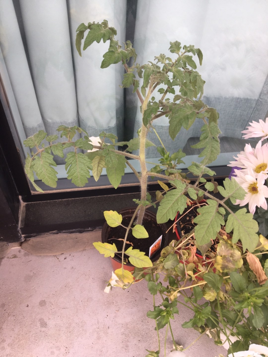 Tomato plant