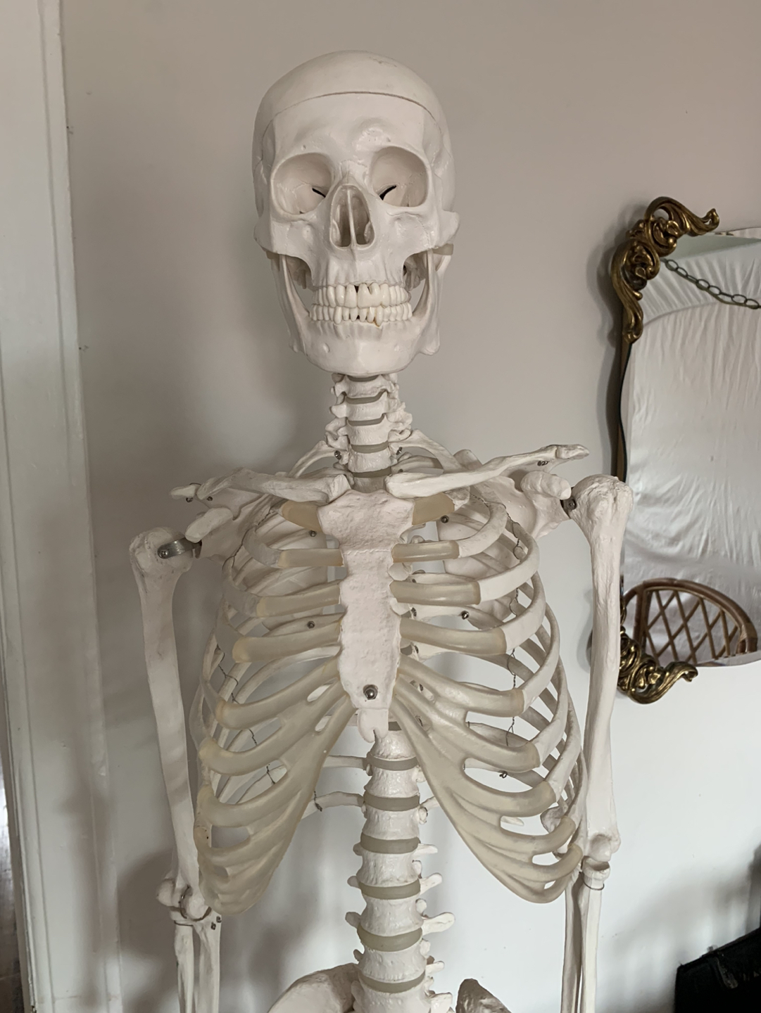 Anatomical Skeleton - photo 2