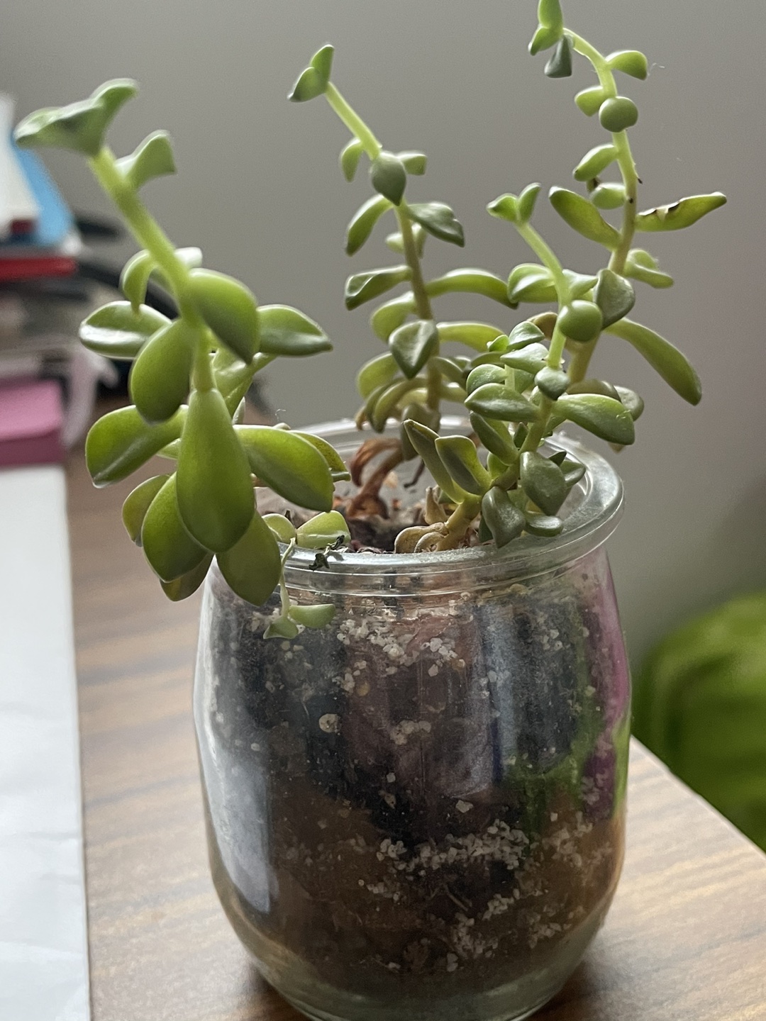 Cute succulent I 🌱 🥕