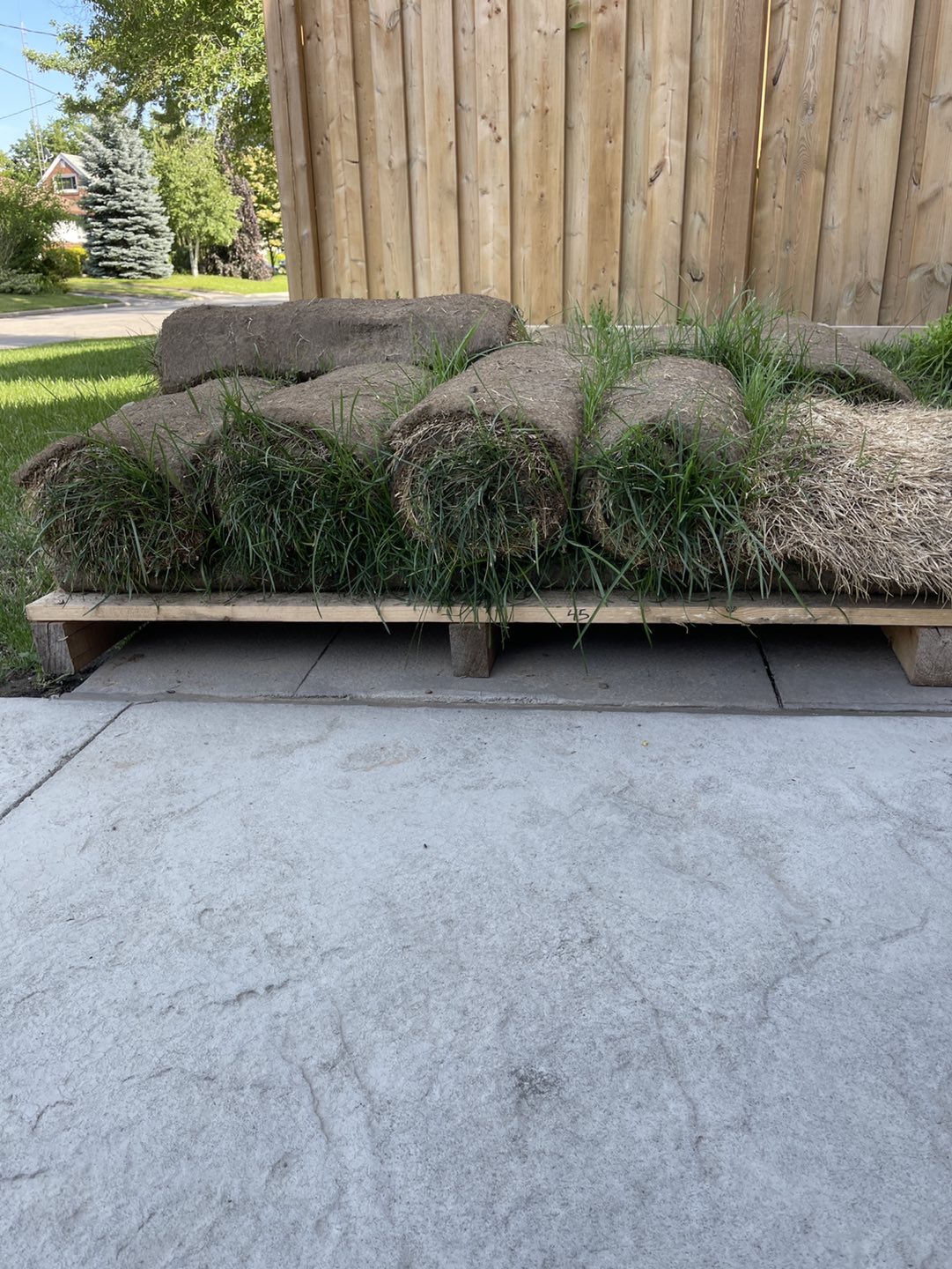 #freecycle sod - photo 2