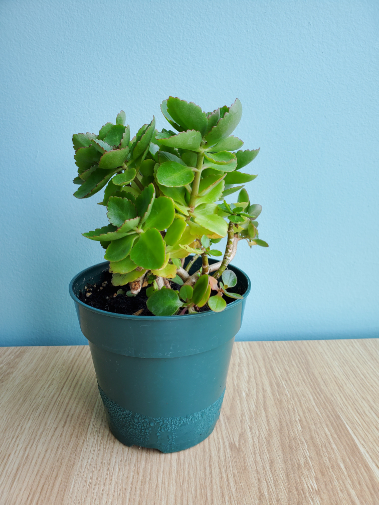 comment article thumbnail