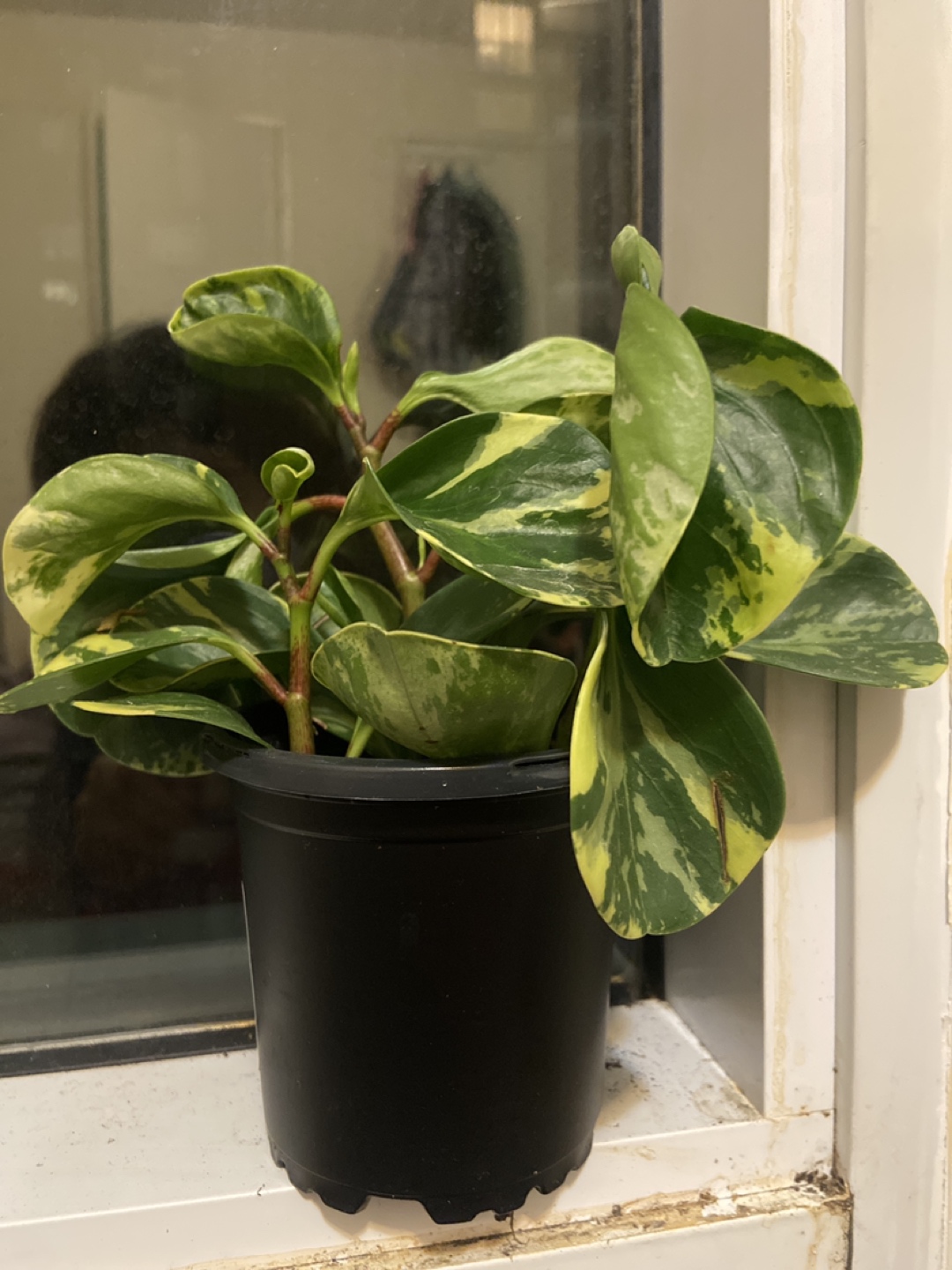 Himalaya mix plants IKEA