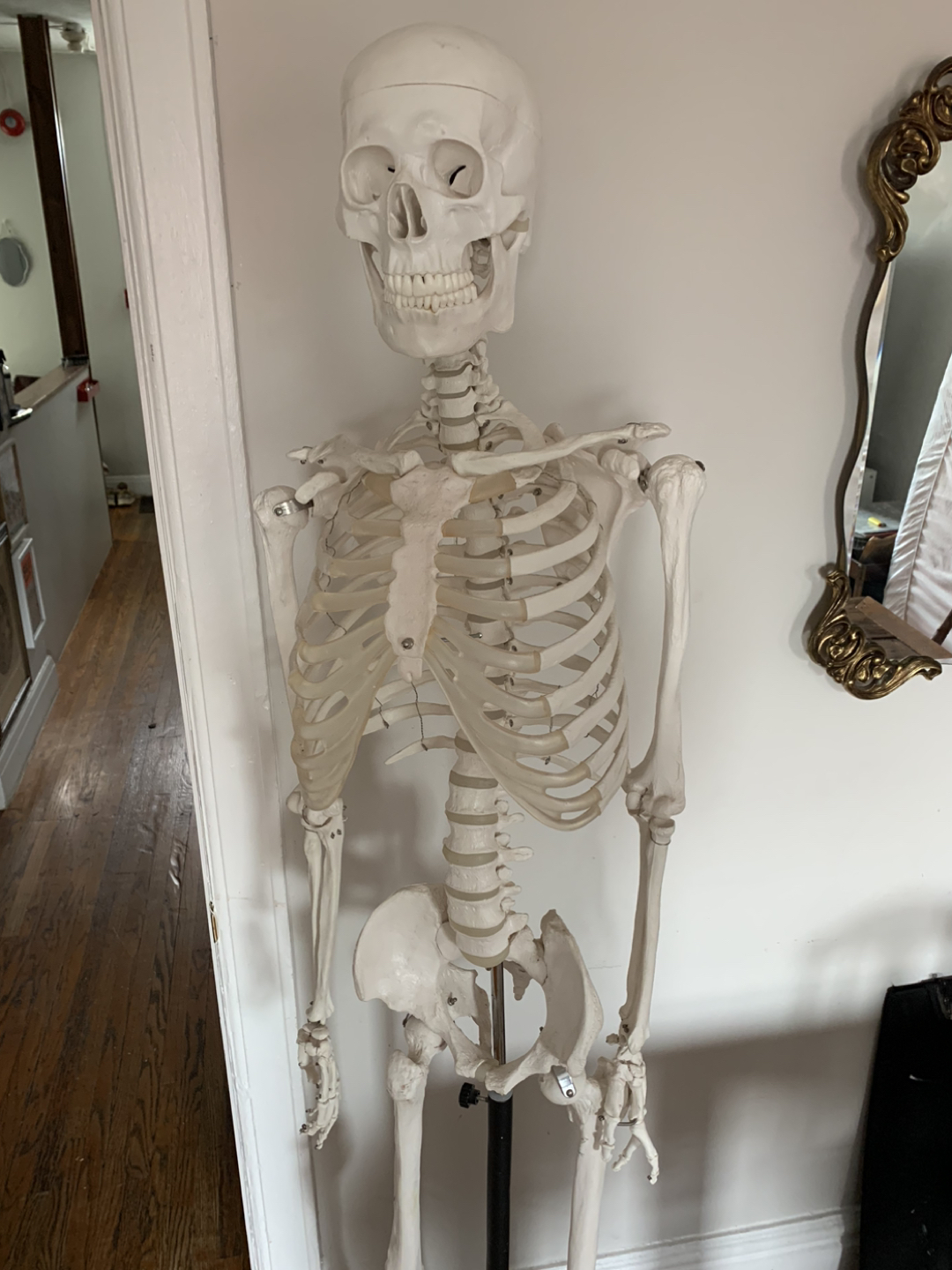 Anatomical Skeleton - photo 4