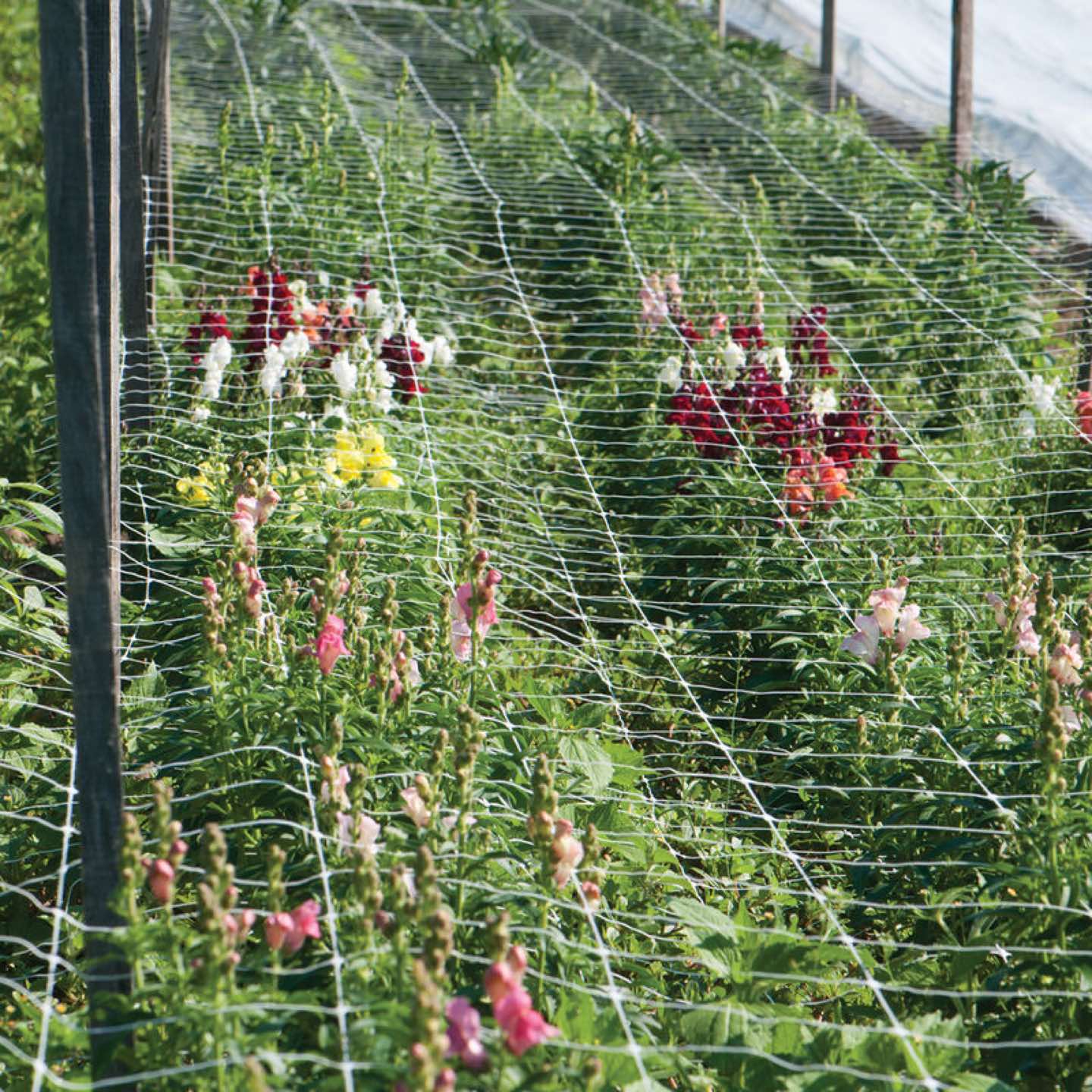 Trellis Netting (garden) - photo 5