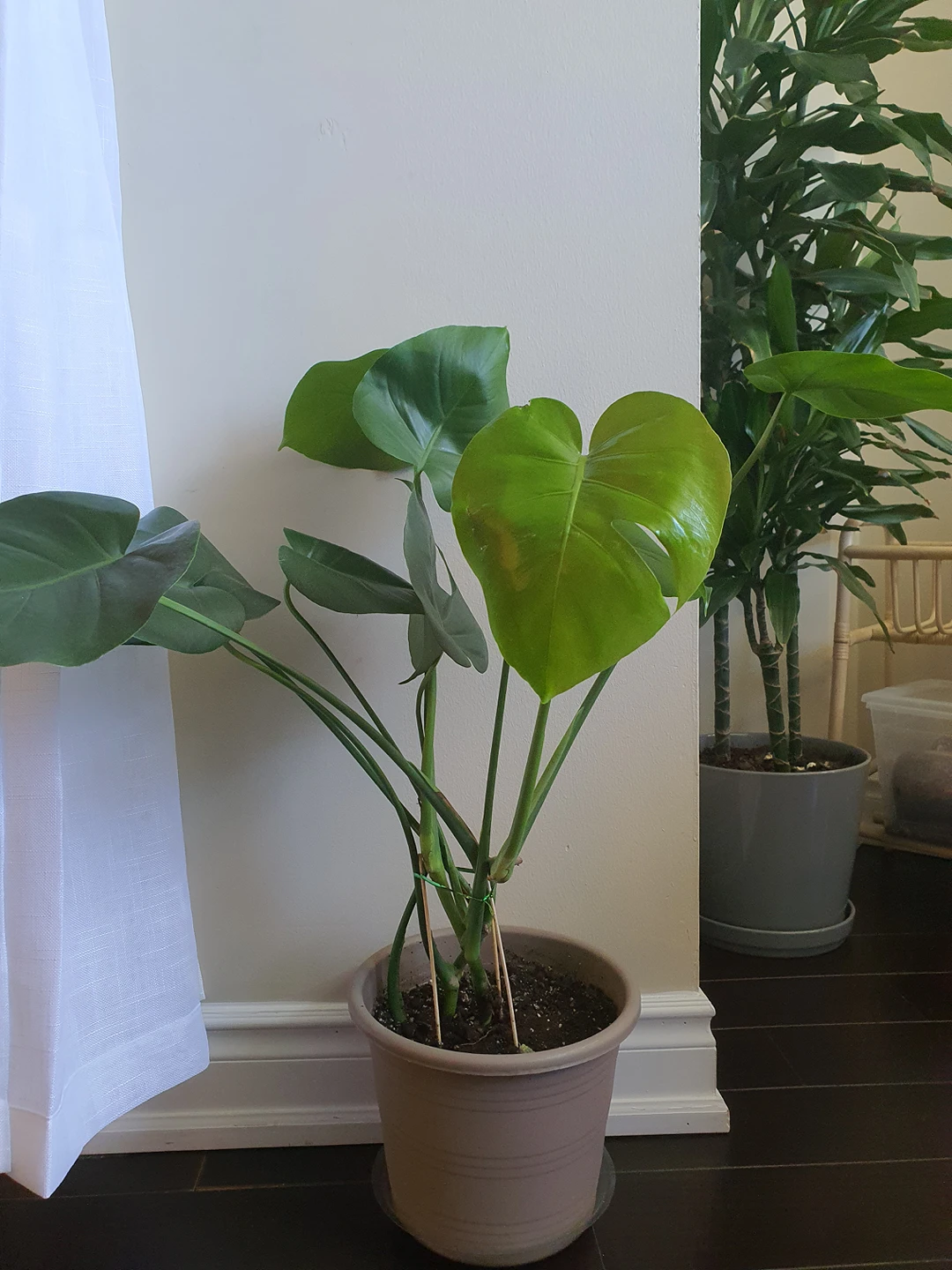Monstera deliciosa plants image indicator(3)
