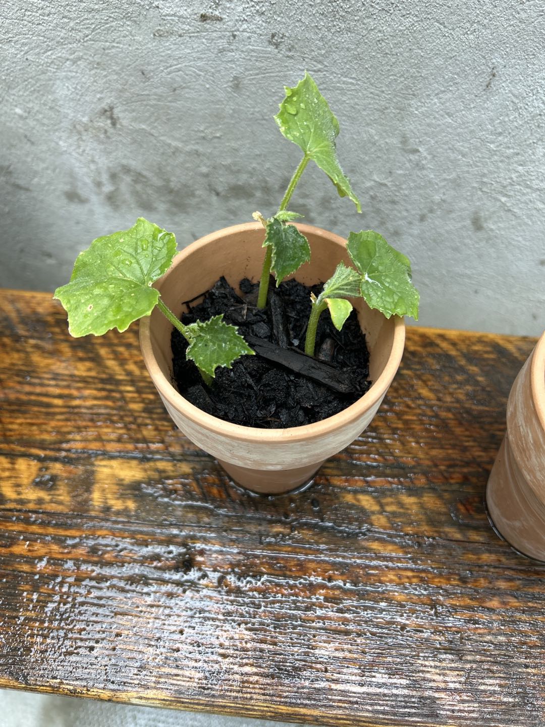 #freecycle English cucumber seedlings