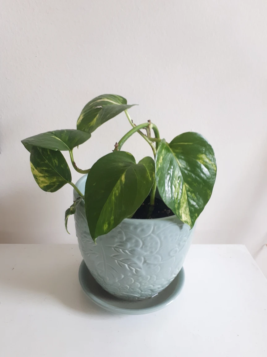 Plant + pot