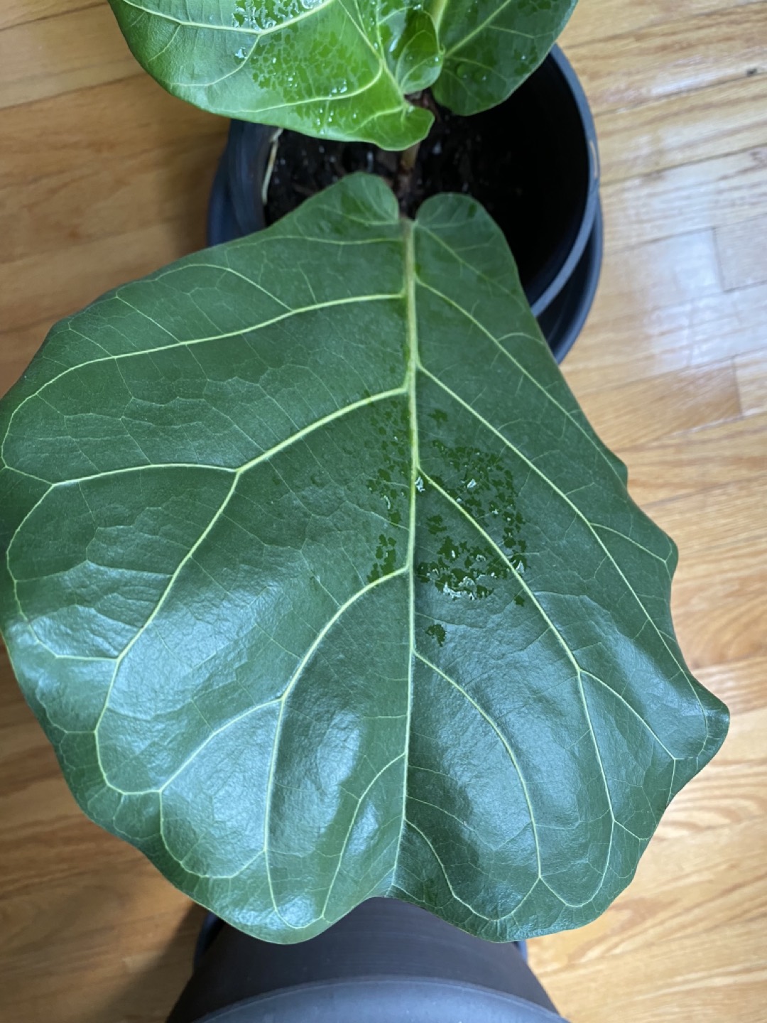 Fiddle Leaf Fig Large leaves - photo 2