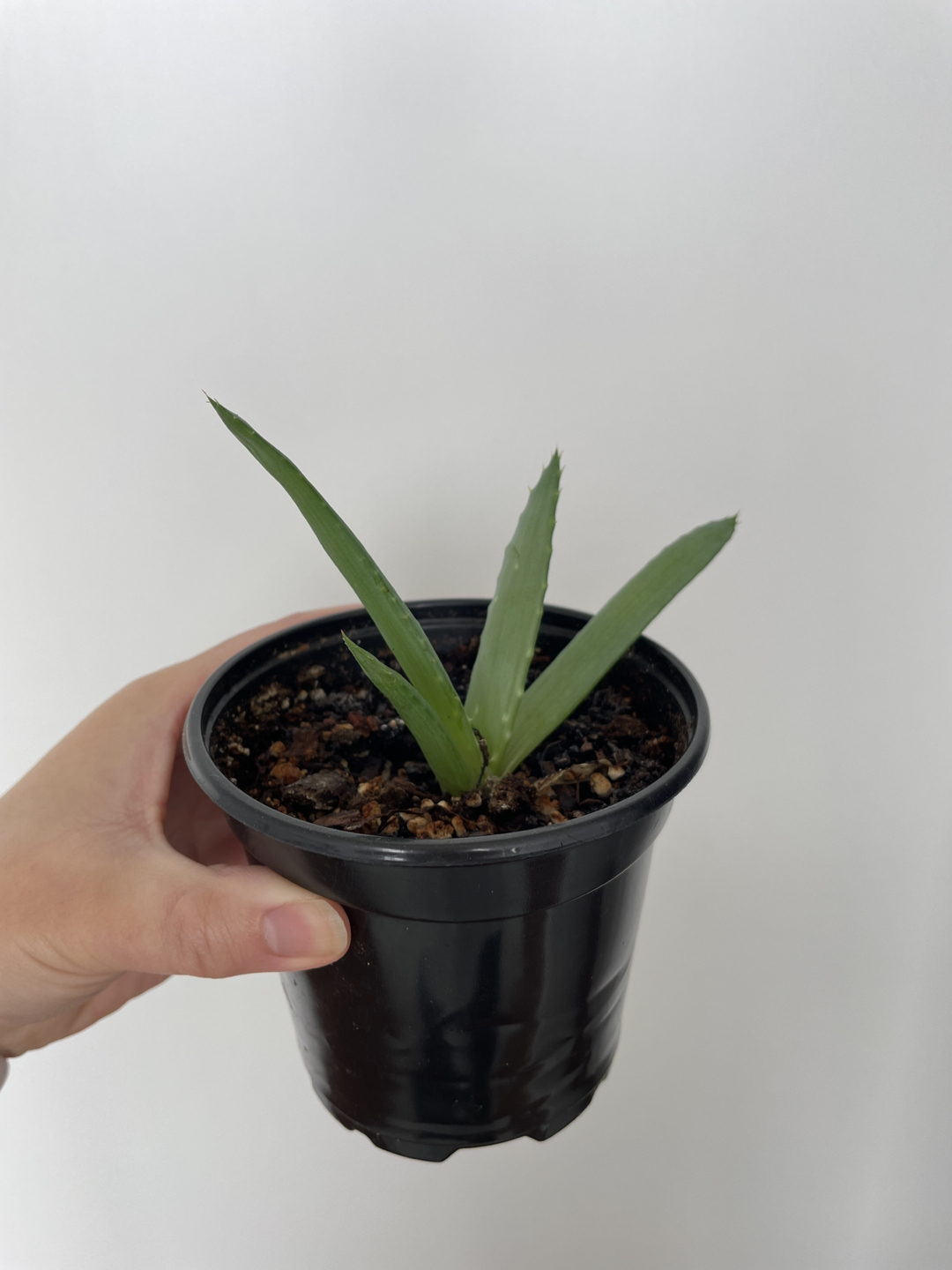 Aloe plant