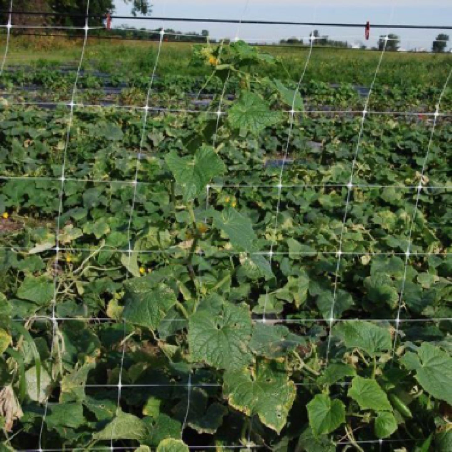 Trellis Netting (garden) - photo 4