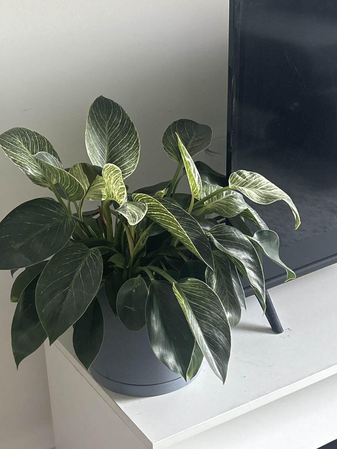 Plant