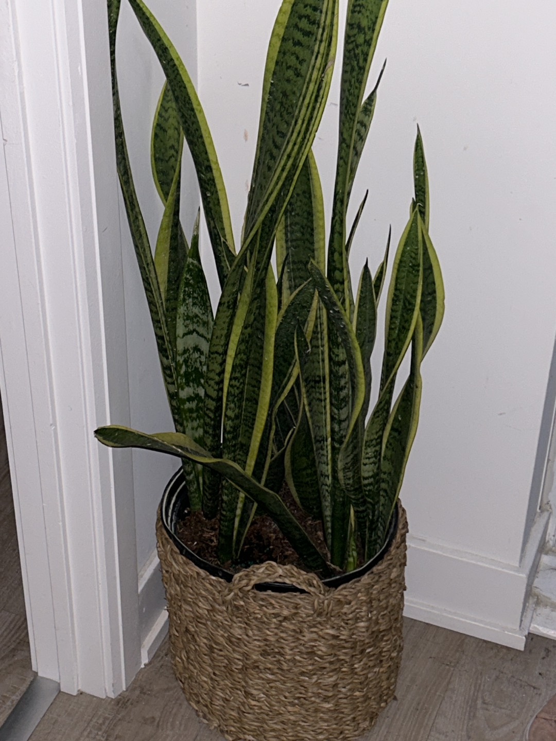 Large Snake plant