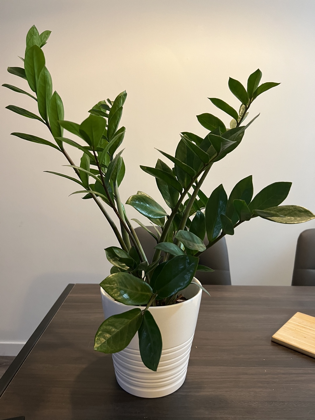 Plants (3 plants) - photo 2