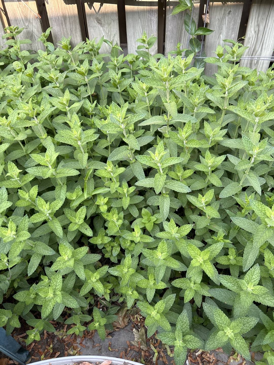 Fresh mint thumbnail