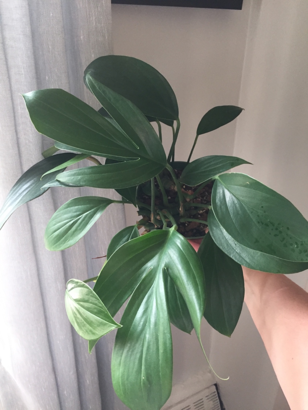 Rhaphidophora Decursiva - photo 3