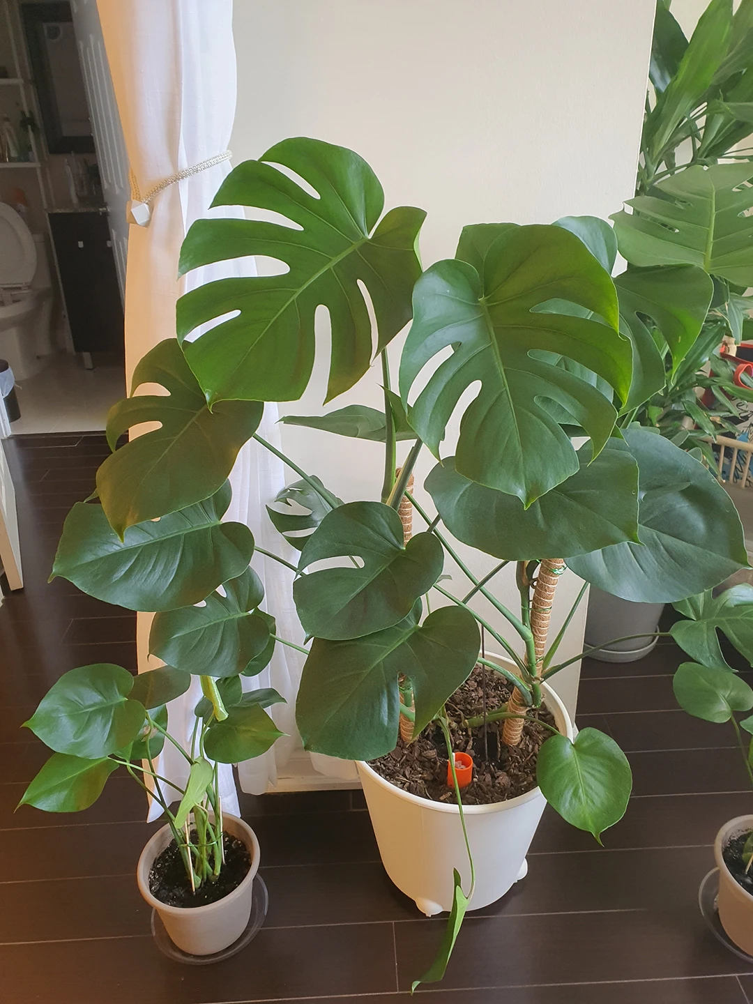 Monstera deliciosa plants image indicator(4)