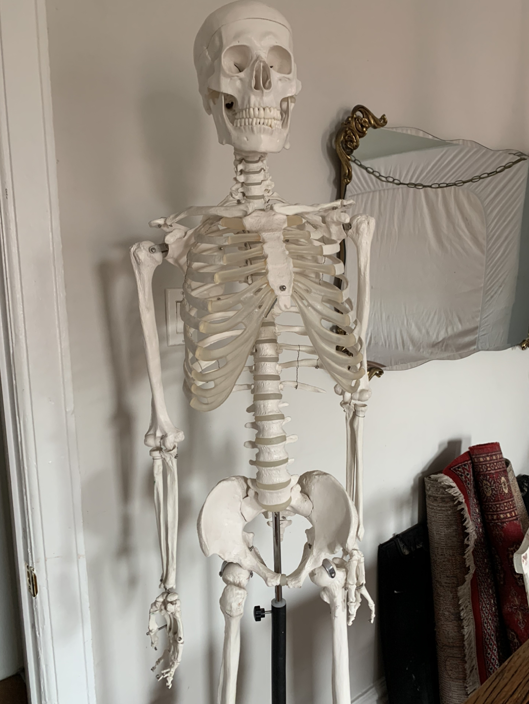 Anatomical Skeleton - photo 3
