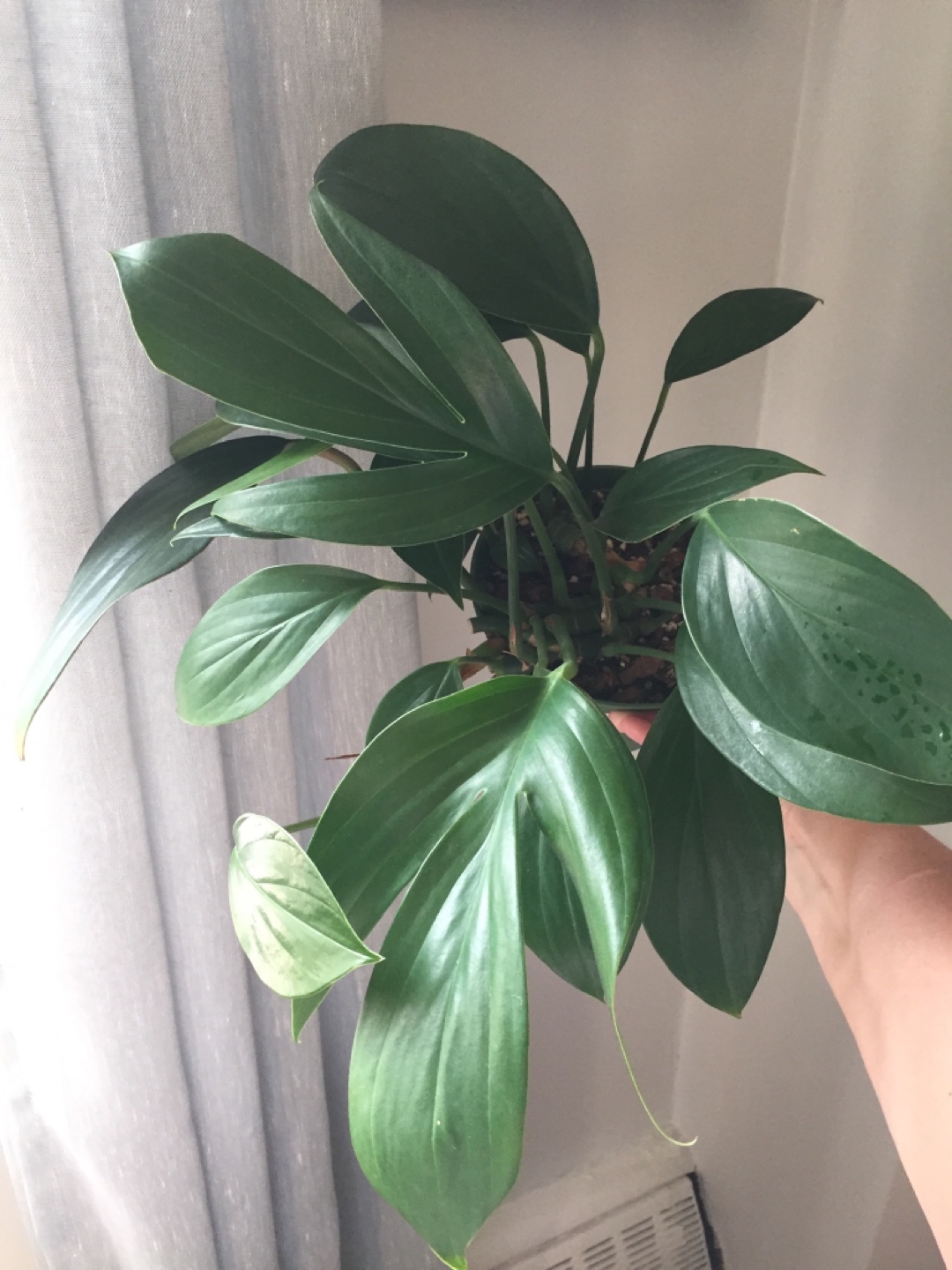 Rhaphidophora Decursiva - photo 4