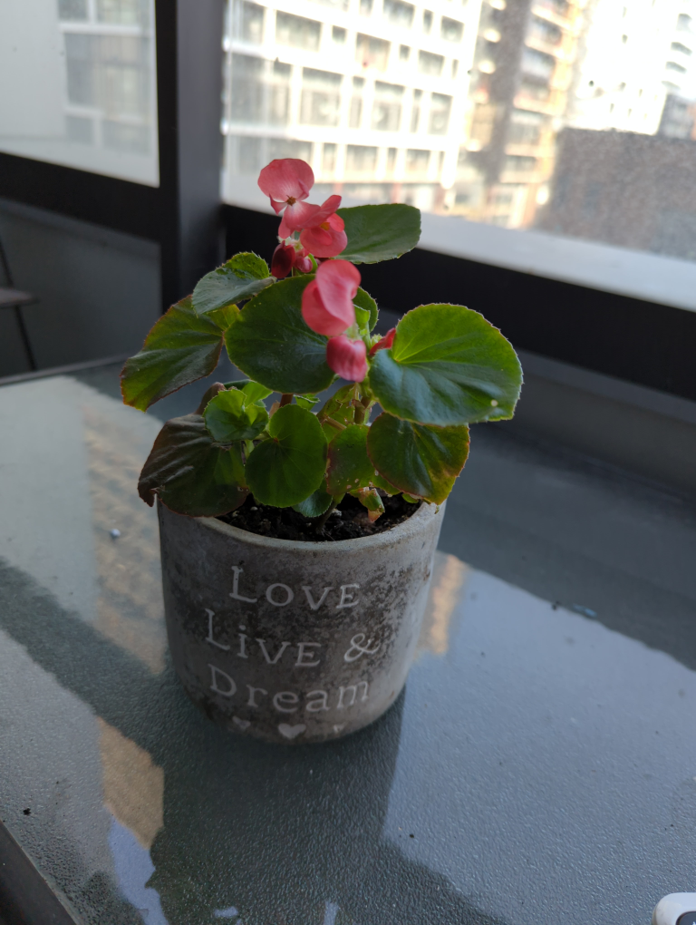 Potted begonias. thumbnail
