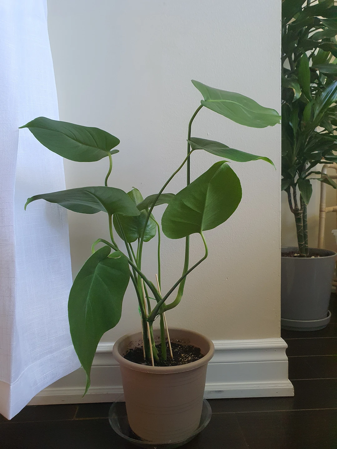 Monstera deliciosa plants image indicator(2)