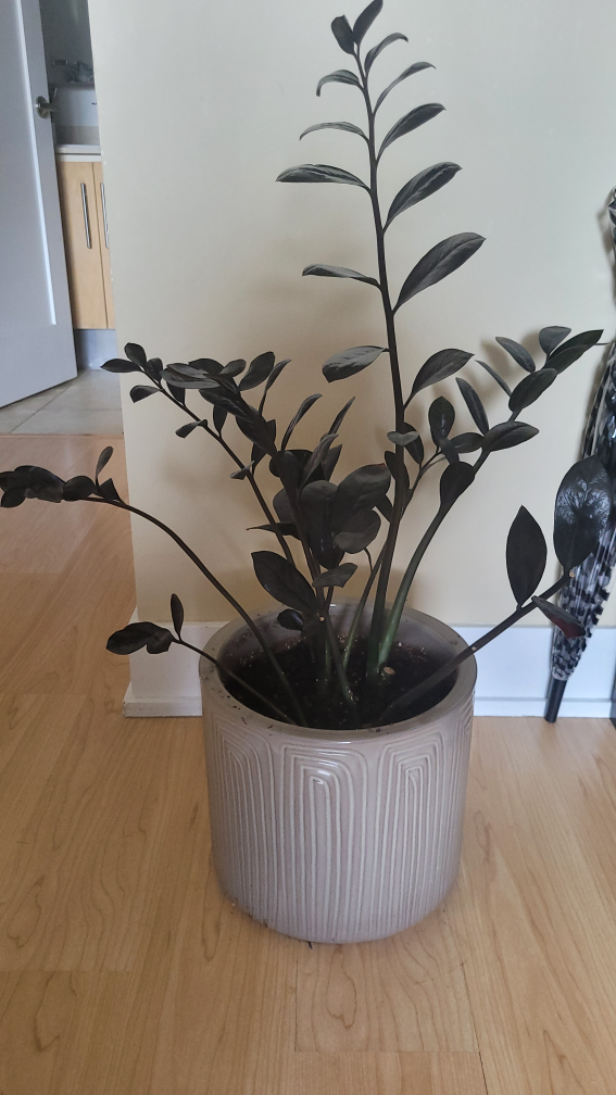 Rare Black Raven ZZ Plant - Pot Included thumbnail