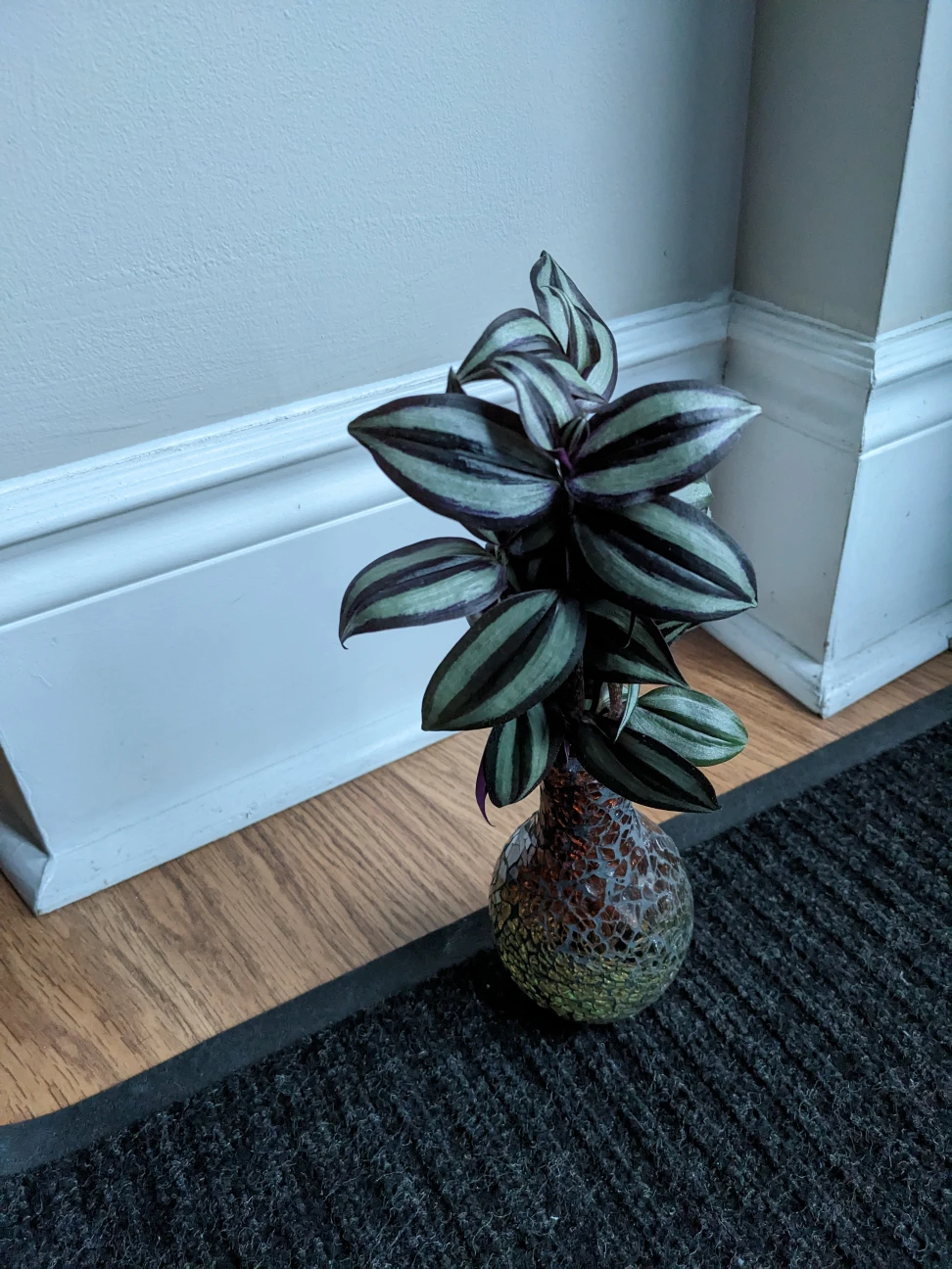 Inch plant cutting /plant (vase not included)