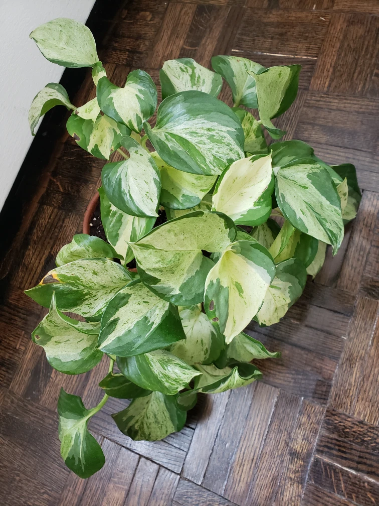 Manjula pothos rooted cuttings thumbnail