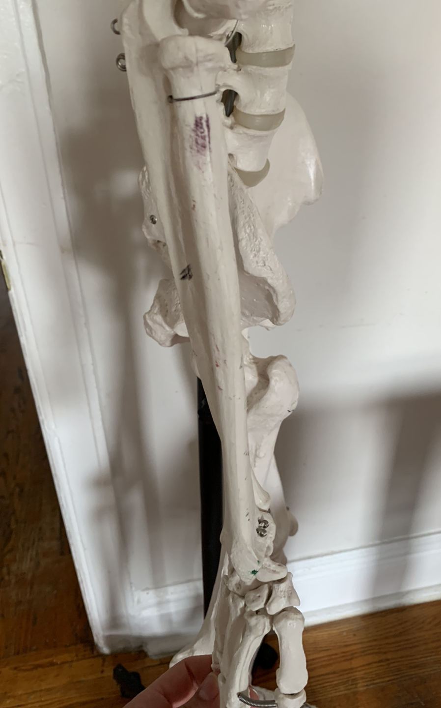 Anatomical Skeleton - photo 5