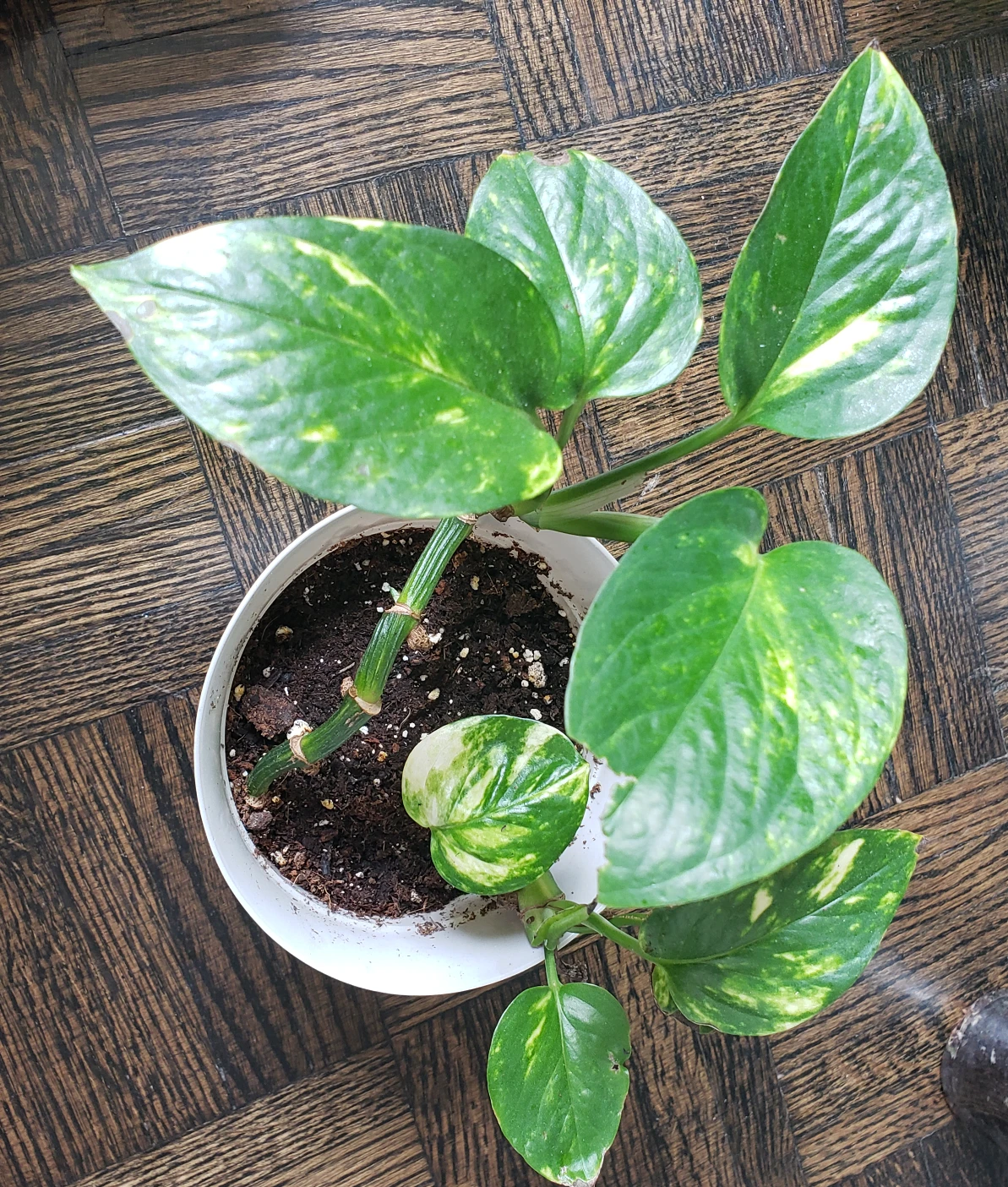 Golden Pothos (Money Plant)
