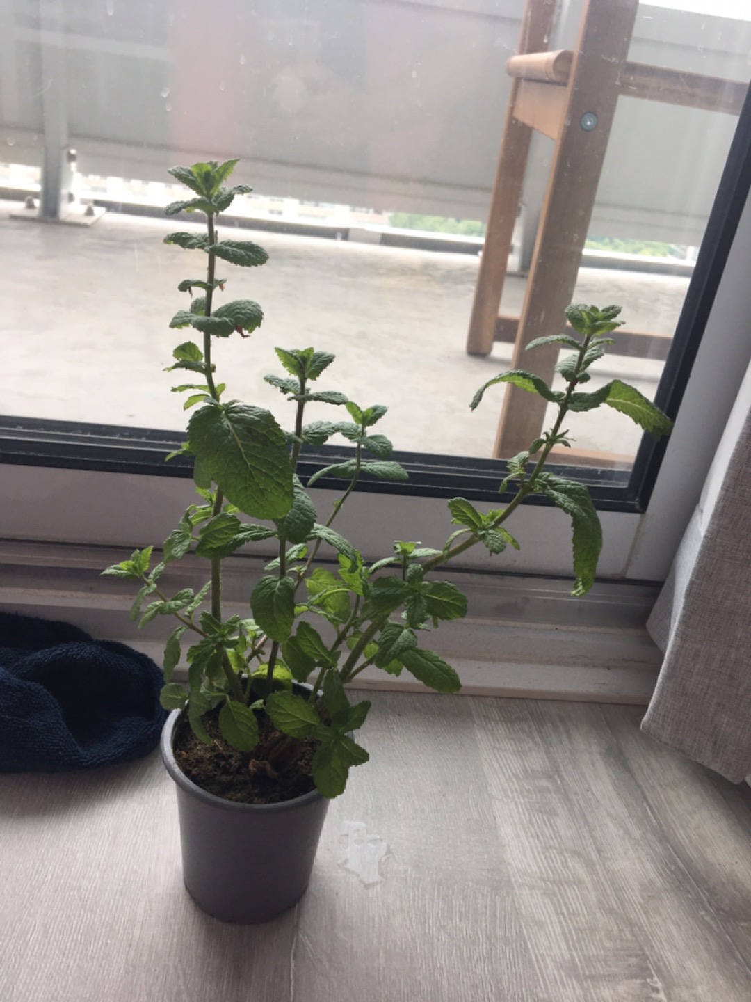 Mint plant