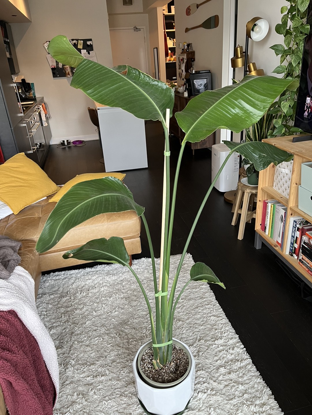 Bird of Paradise plant thumbnail
