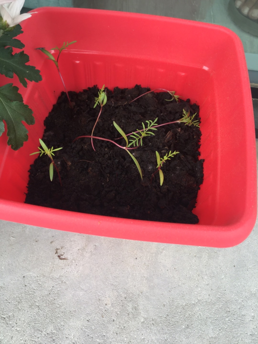Nice red pot with6 flowers plant