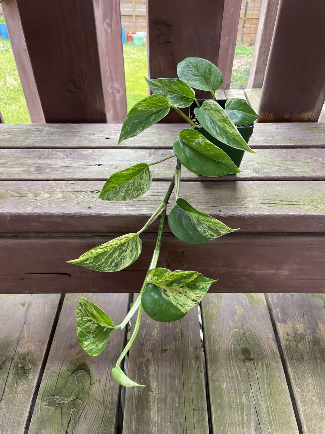 Golden Pothos Plant - photo 2