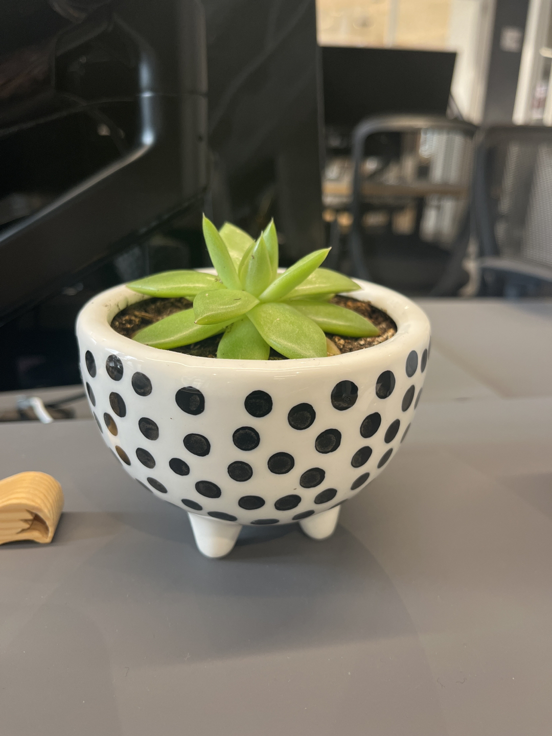 Office plant