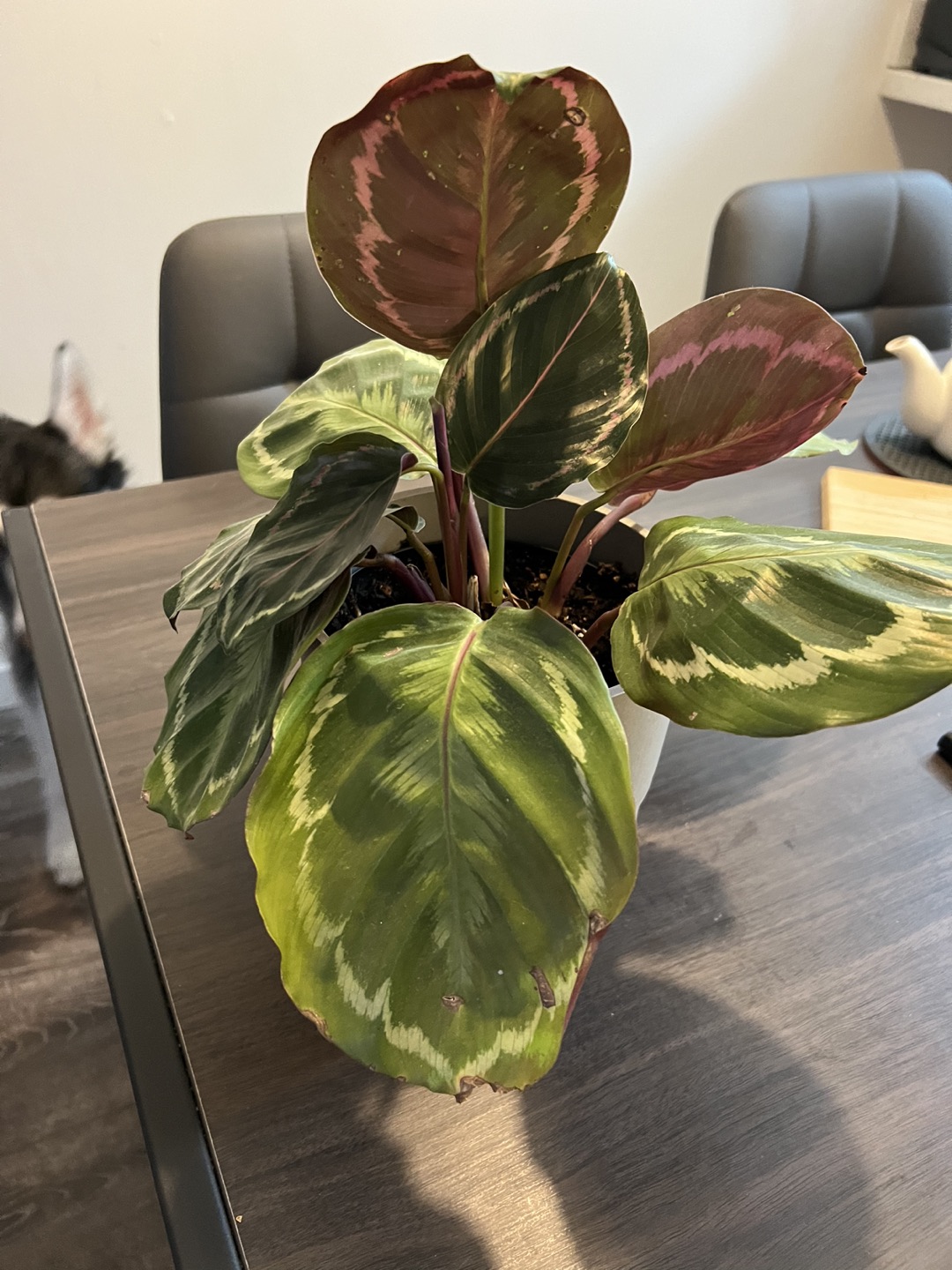 Plants (3 plants) - photo 3