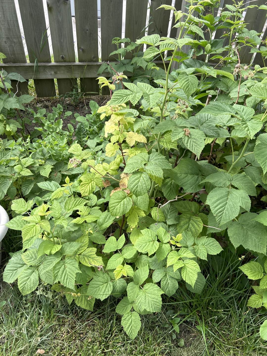Raspberry plant thumbnail