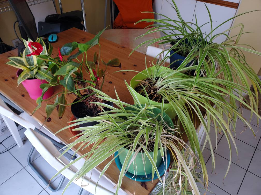 Plants for free