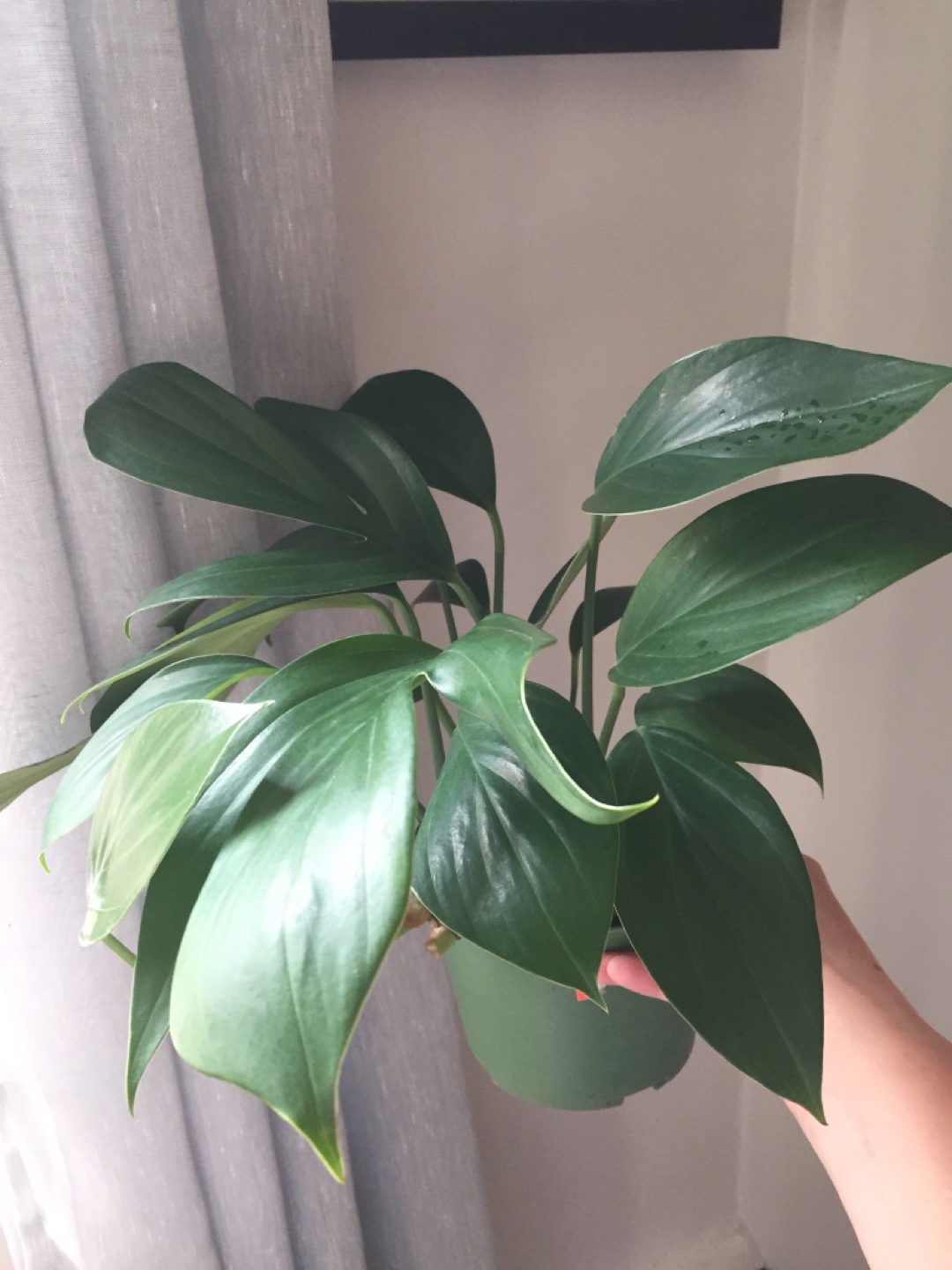 Rhaphidophora Decursiva - photo 2