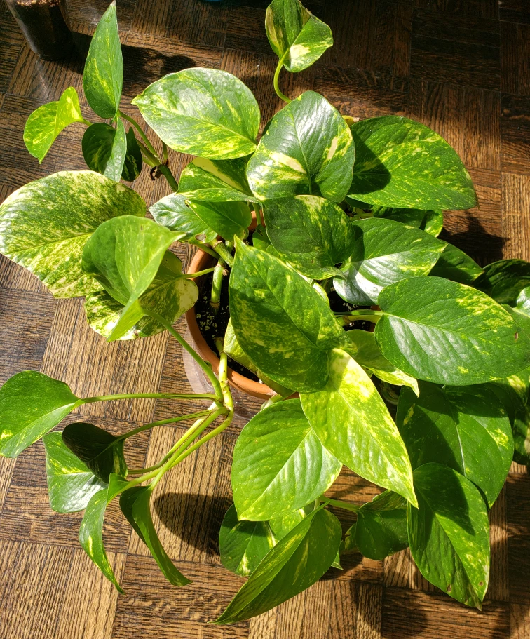 Golden pothos (Money plant)