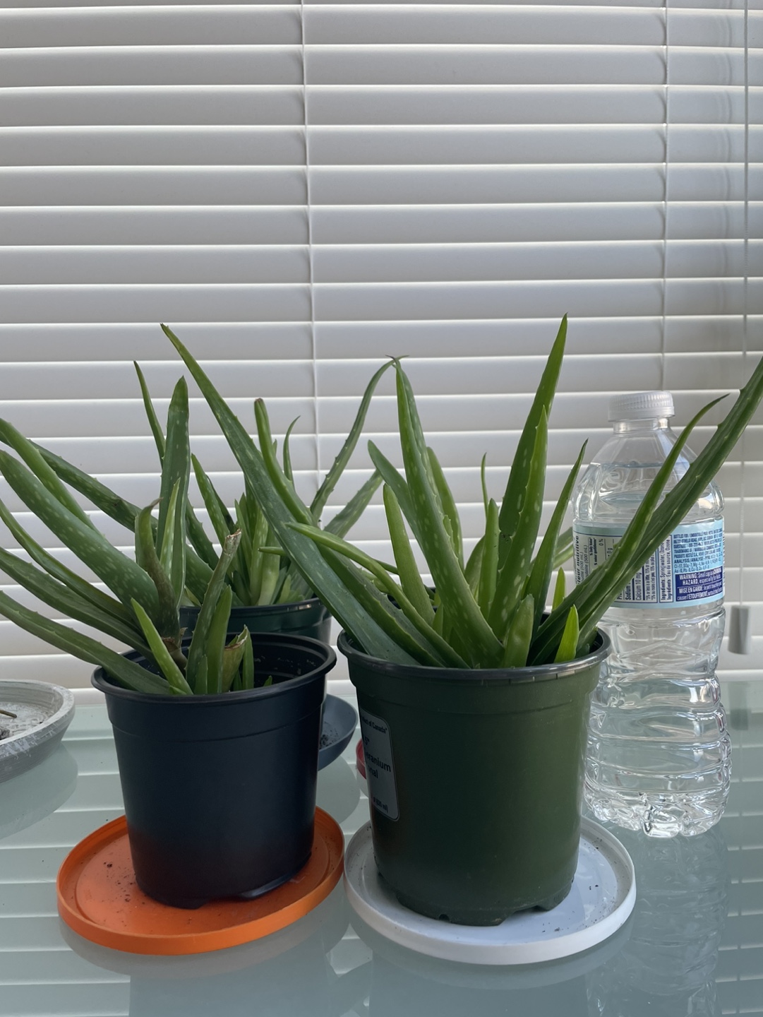 Aloe Vera Plants thumbnail