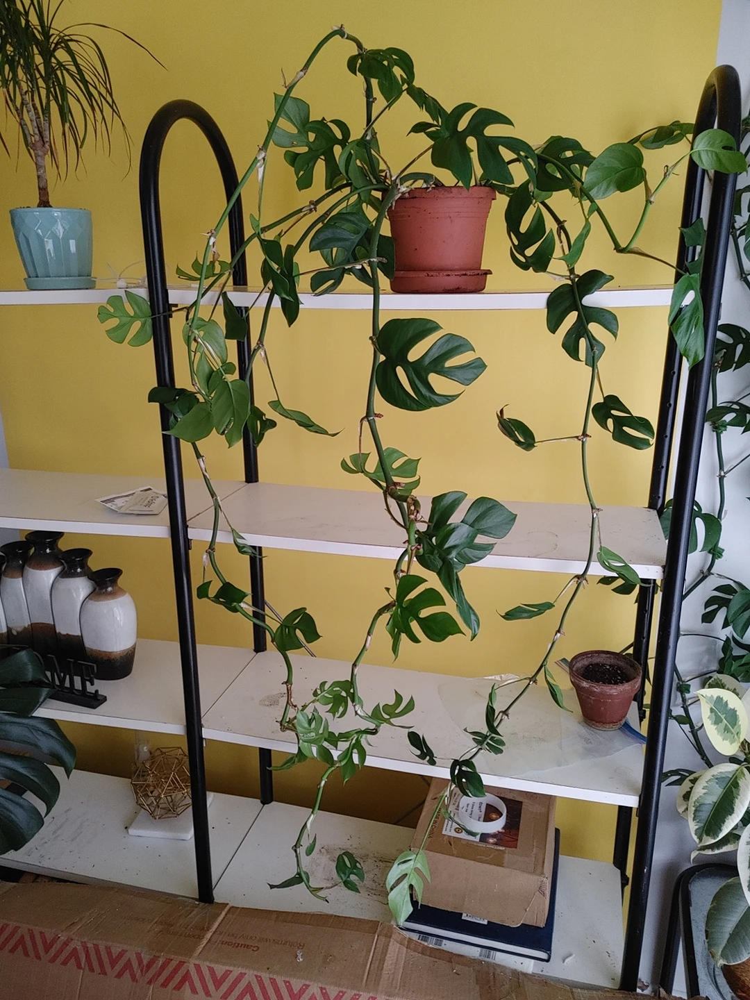Rhaphidophora tetrasperma

Plant