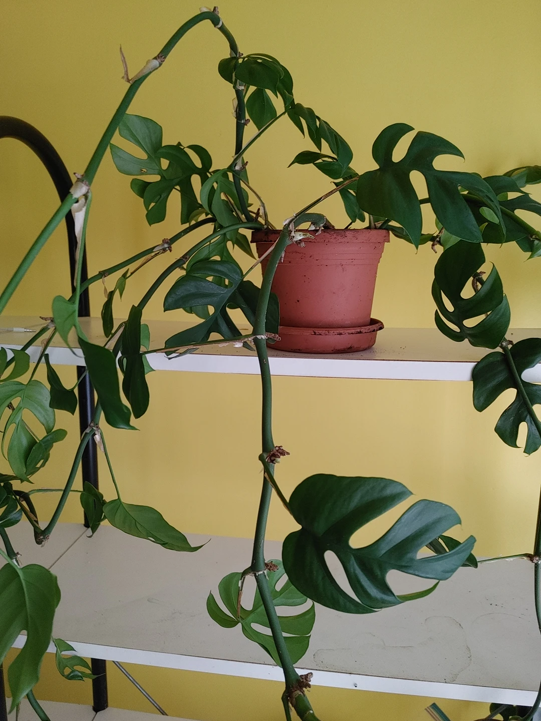 Rhaphidophora tetrasperma

Plant - photo 2