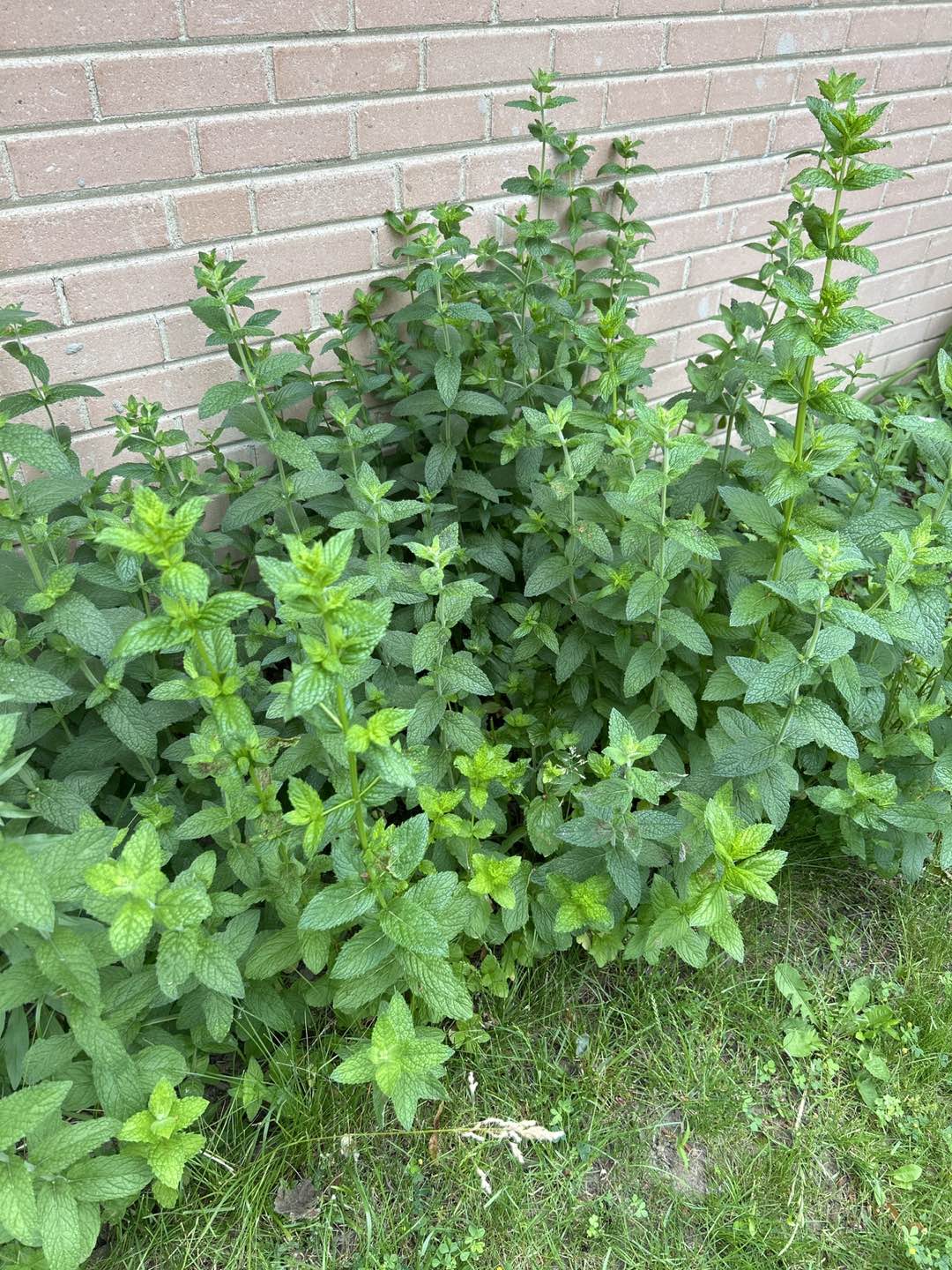 Fresh garden mint thumbnail